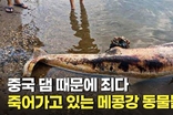 중국 메콩 댐 건설로 다 죽어가는 동물들.. 이미 멸종한 종도 있어